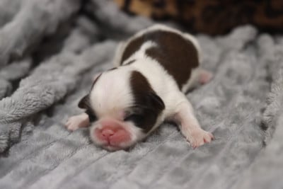 Les chiots de Shih Tzu