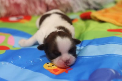 Les chiots de Shih Tzu