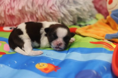 Les chiots de Shih Tzu