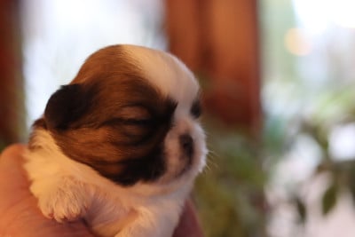 Les chiots de Shih Tzu