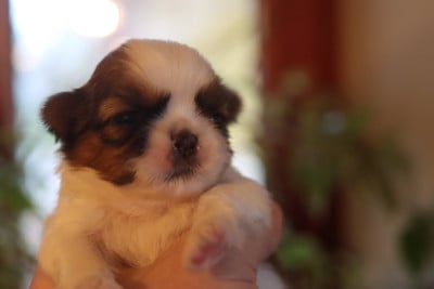 Les chiots de Shih Tzu