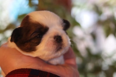 Les chiots de Shih Tzu