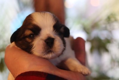 Les chiots de Shih Tzu