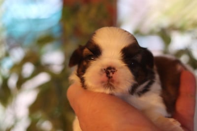 Les chiots de Shih Tzu