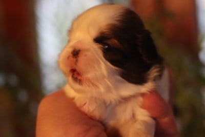 Les chiots de Shih Tzu