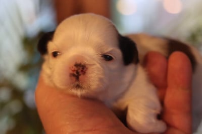 Les chiots de Shih Tzu