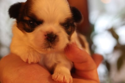 Les chiots de Shih Tzu