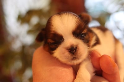 Les chiots de Shih Tzu