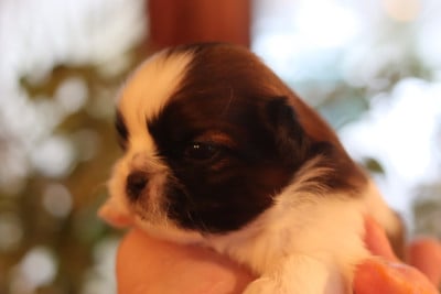 Les chiots de Shih Tzu