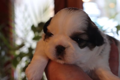 Les chiots de Shih Tzu