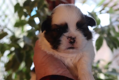 Les chiots de Shih Tzu