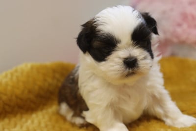 Les chiots de Shih Tzu