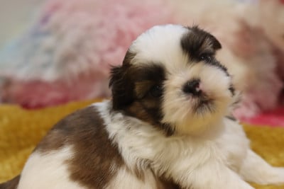 Les chiots de Shih Tzu