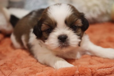 Les chiots de Shih Tzu