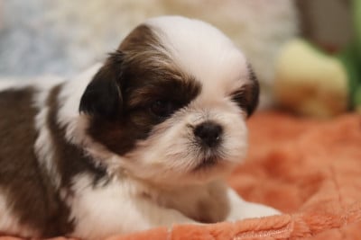 Les chiots de Shih Tzu