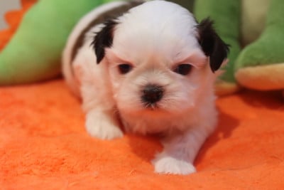 Les chiots de Shih Tzu