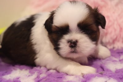 Les chiots de Shih Tzu