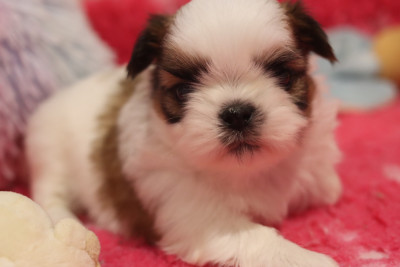 Les chiots de Shih Tzu