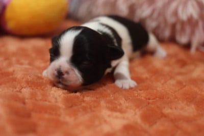 Les chiots de Shih Tzu