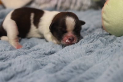 Les chiots de Shih Tzu