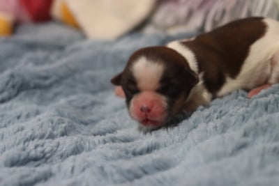 Les chiots de Shih Tzu