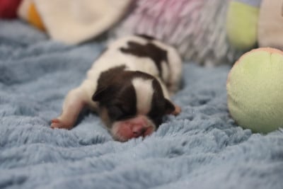 Les chiots de Shih Tzu