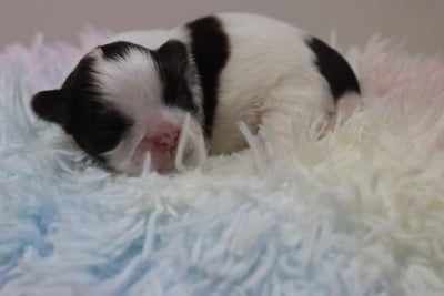 Les chiots de Shih Tzu
