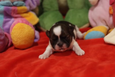 Les chiots de Shih Tzu