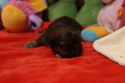 Les chiots de Shih Tzu