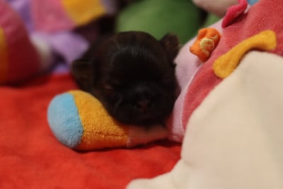 Les chiots de Shih Tzu