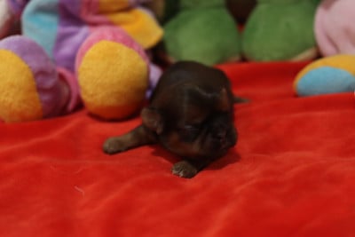 Les chiots de Shih Tzu