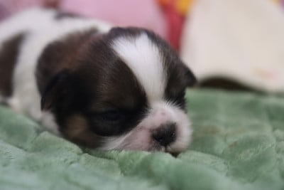 Les chiots de Shih Tzu