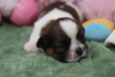 Les chiots de Shih Tzu