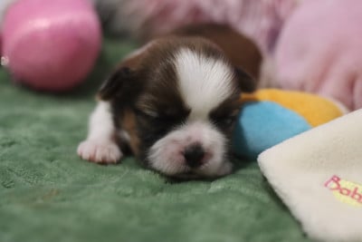 Les chiots de Shih Tzu