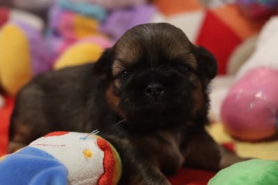 Les chiots de Shih Tzu