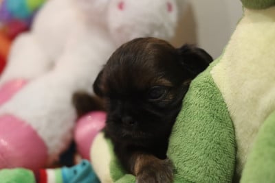 Les chiots de Shih Tzu