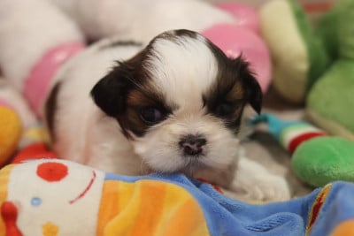 Les chiots de Shih Tzu