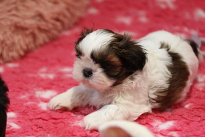 Les chiots de Shih Tzu