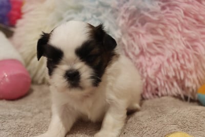 Les chiots de Shih Tzu