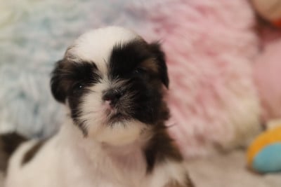 Les chiots de Shih Tzu
