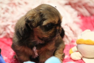 Les chiots de Shih Tzu