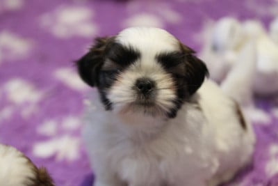 Les chiots de Shih Tzu