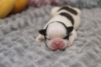 Les chiots de Shih Tzu