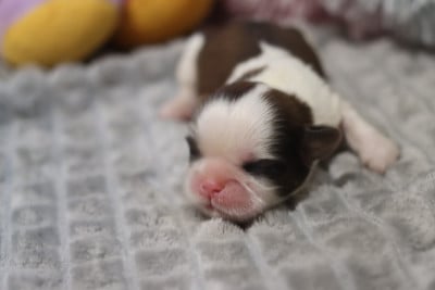 Shih Tzu