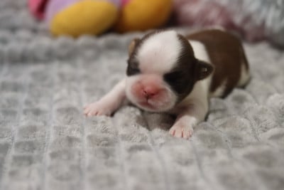 BORIS - Shih Tzu