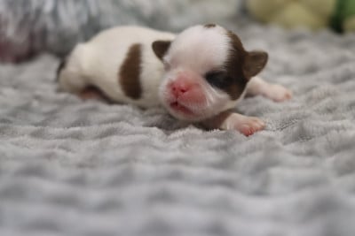 Les chiots de Shih Tzu