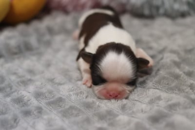 Les chiots de Shih Tzu