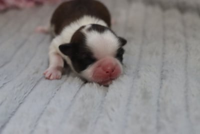 BIDULE - Shih Tzu
