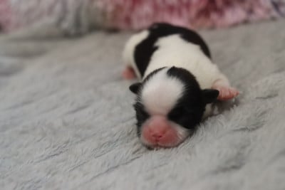 BICHETTE - Shih Tzu