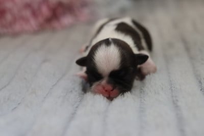 BELETTE - Shih Tzu